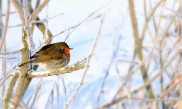 Help vogels de winter door