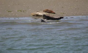 Zeehonden safari