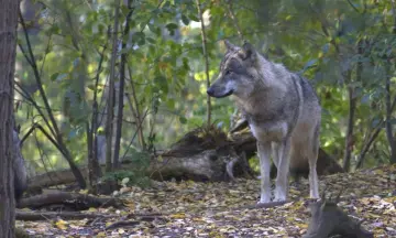 Wolven op de Veluwe - De Groote Modderkolk Loenen