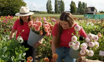 Kom dahlia's plukken!