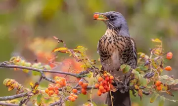 Vogels in het Fochteloërveen