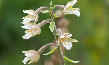 Dwingelderveldlezing Orchideeën in Noord Nederland
