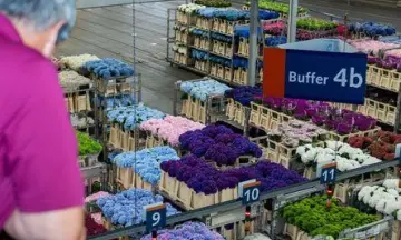 Bezoek de Bloemenveiling Royal FloraHolland