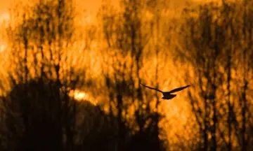 Schemerwandeling boswachterij Hardenberg