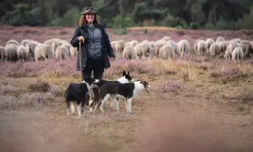 Kennismaken met kudde schapen en herder