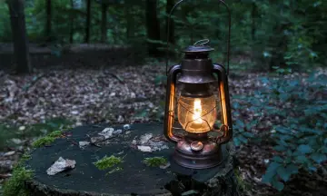 Beleef de Nacht in het Scheelhoekbos