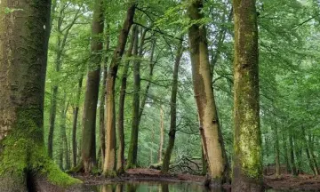 Blik op Bomen
