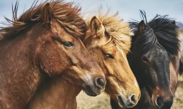 Stichting de Paardenkamp
