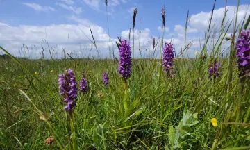 Orchideeënwandeling met de boswachter