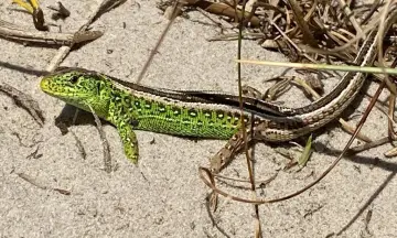 Wandelen met de boswachter door Het Zwanenwater  - Callantsoog