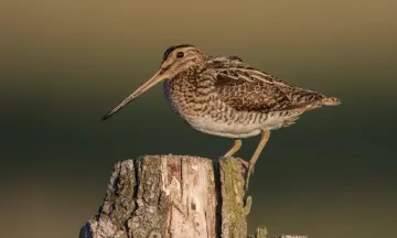 Vogels kijken in de winter vanaf Belevenisboerderij Schieveen bij Rotterdam