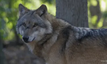 Wolvenexcursie Dwingelderveld