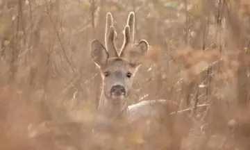 Op zoek naar (sporen van) het ree