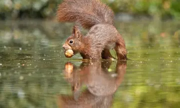 OERRR Wildwandeling Dwingelderveld 9-12 jaar