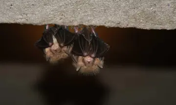 Nacht van de Vleermuis in Sellingen