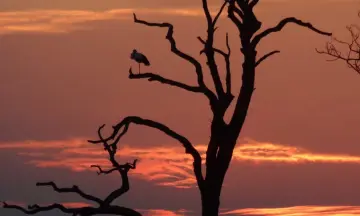 Schemerwandeling Boswachterij Staphorst
