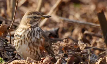 Op zoek naar trekvogels