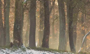 Midwinterwandeling boswachterij Austerlitz