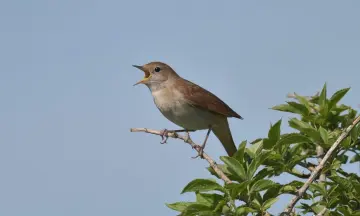 Excursie Arrangement: Vroege Vogelwandeling Voorne met ontbijt bij Brasserie Lodgers