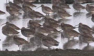 Najaars vogeltrek in natuurgebied Waalenburg