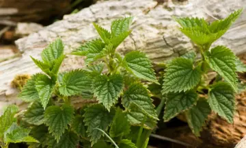 Heilzame kruiden aan de duinrand van de Loonse en Drunense Duinen