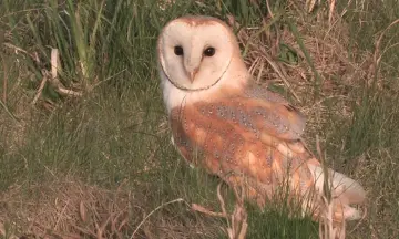OERRR Uilenballen pluizen - De Marel, Texel