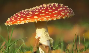 Paddenstoelen bewonderen op Huis ter Heide (NB)