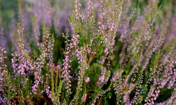 Zomerwandeling Sallandse heuvelrug