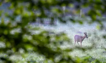 Vroege ochtendwandeling op Buitenplaats Boekesteyn