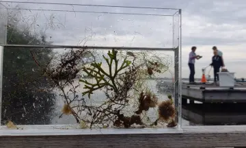 Onderwaterbos Tiny Sea Forest