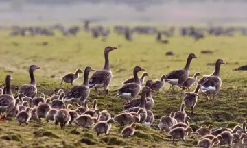 Vogels spotten met gids