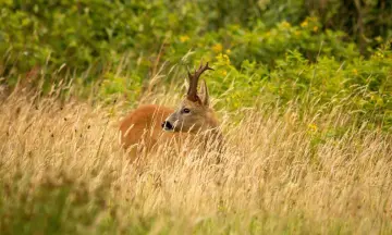 Reeën in de avondschemer op de Kampina