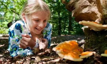 OERRR Op zoek naar paddenstoelen in de Oisterwijkse Bossen (4 t/m 7 jaar)