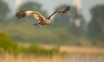 Exclusieve workshop Vogelfotografie bij TIJ en de Scheelhoek