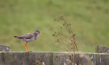 Avondexcursie vogels Eendragtspolder