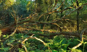 Door de bomen het bos zien