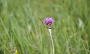 Duin en bloem Schiermonnikoog