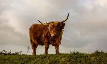 De Schotse hooglanders