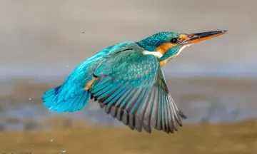 Fotograferen en varen op het Naardermeer
