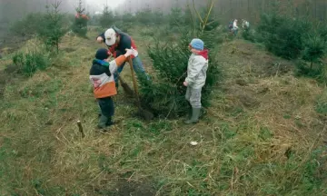 Kerstboom zagen