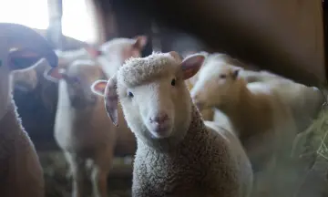 Kinderboerderij Bospark