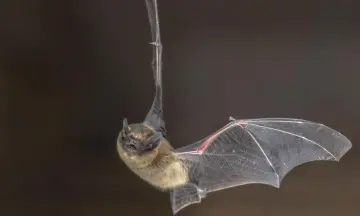 Speuren naar vleermuizen Robbenoordbos