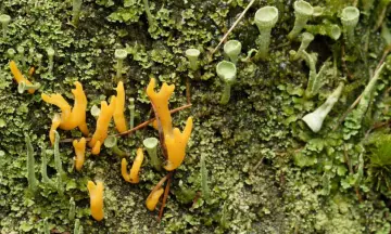 Excursies Nieuw Land Soortenjaar