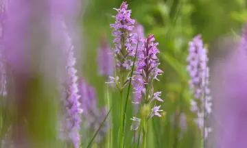 Orchideeën in de duinen van Goeree