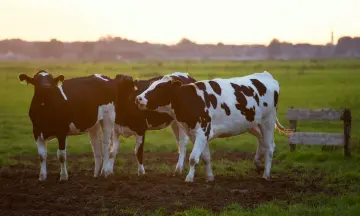 Boerenspellen tussen de koeien
