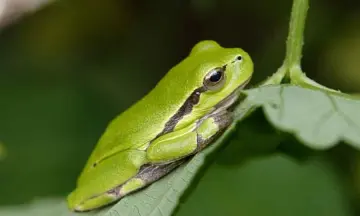 Avondwandeling met nachtdieren