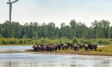 Varen door het bosrijke Horsterwold