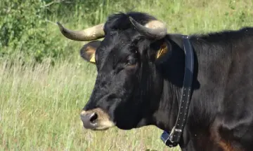 Duinsafari op Schiermonnikoog