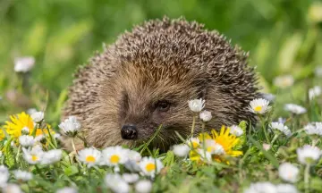 Help de egel met OERRR op Fort Kijkuit