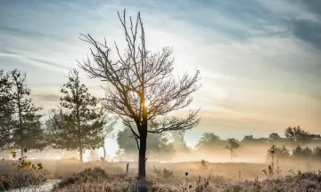 Winterwandeling op de Kampina
